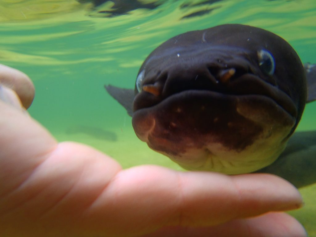 Eel at Lake Rotoiti