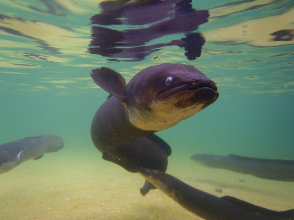 Eel at Lake Rotoiti