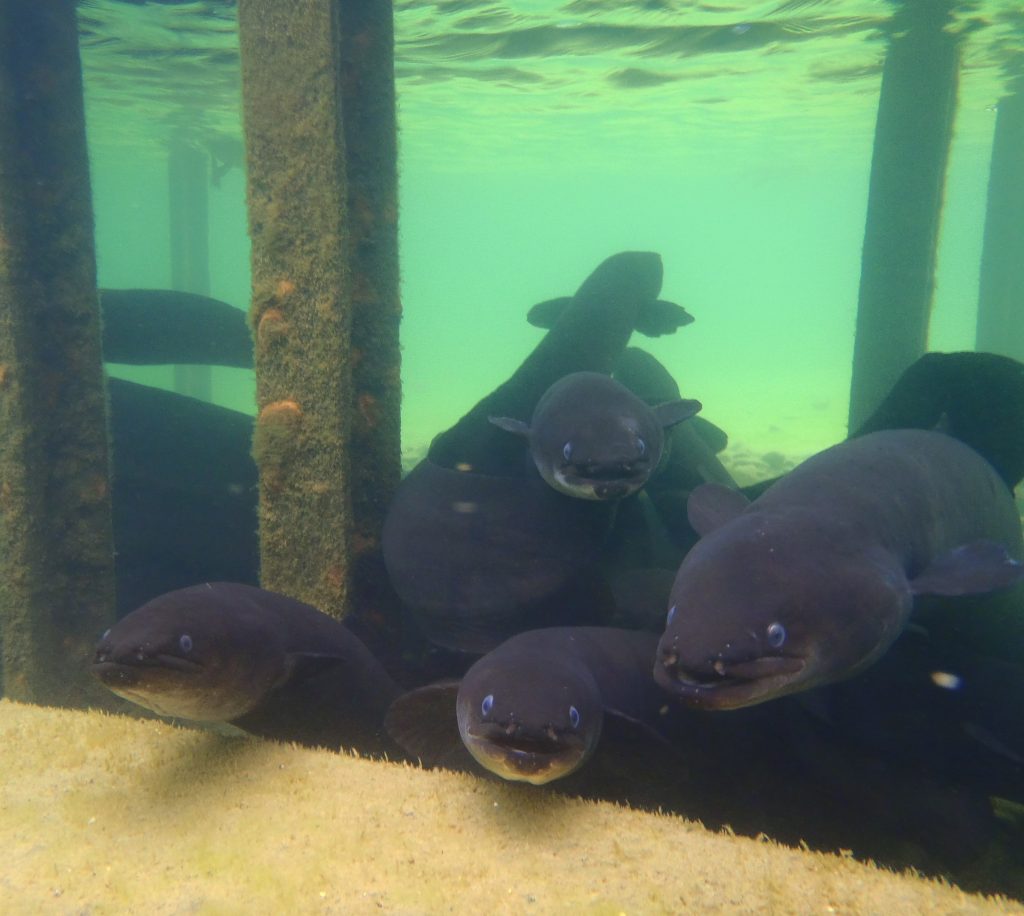 Eels at Lake Rotoiti