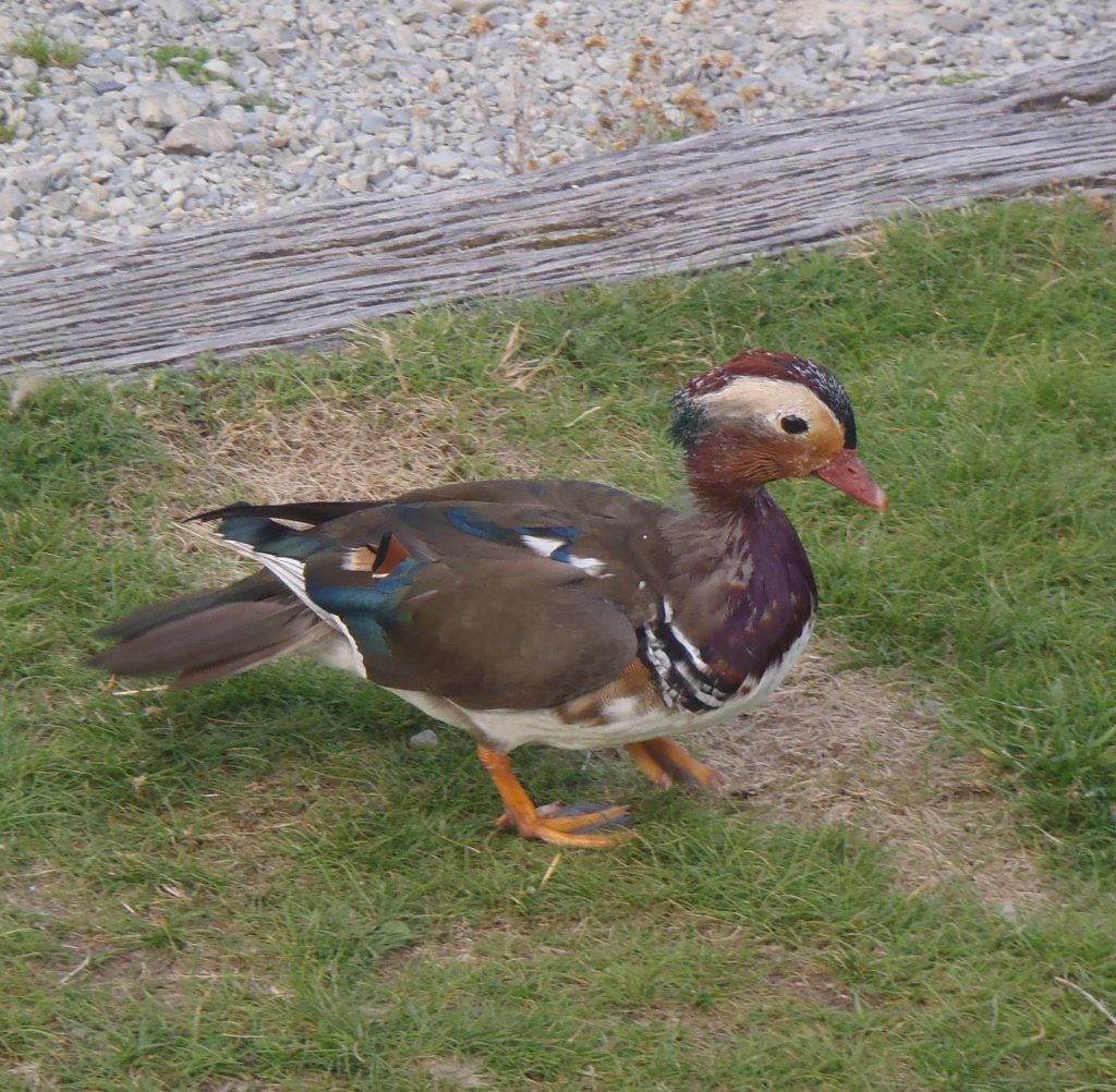 Alphonse the mandarin duck at Kerr Bay