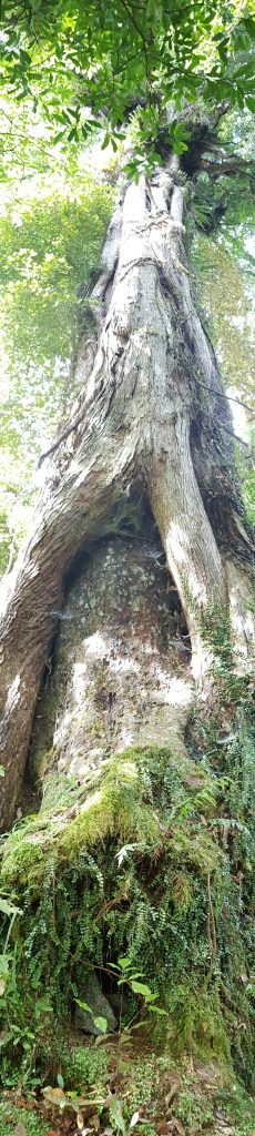Large Matai tree