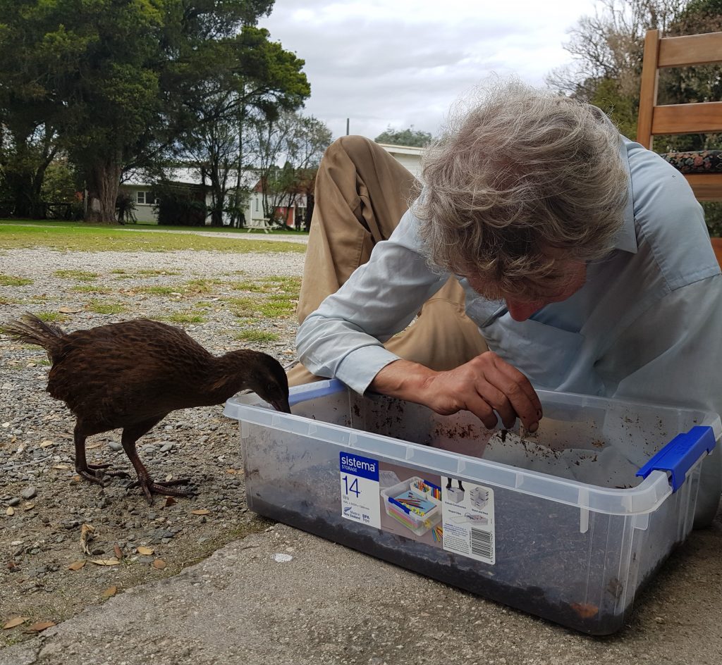 Weka helping an entomologist