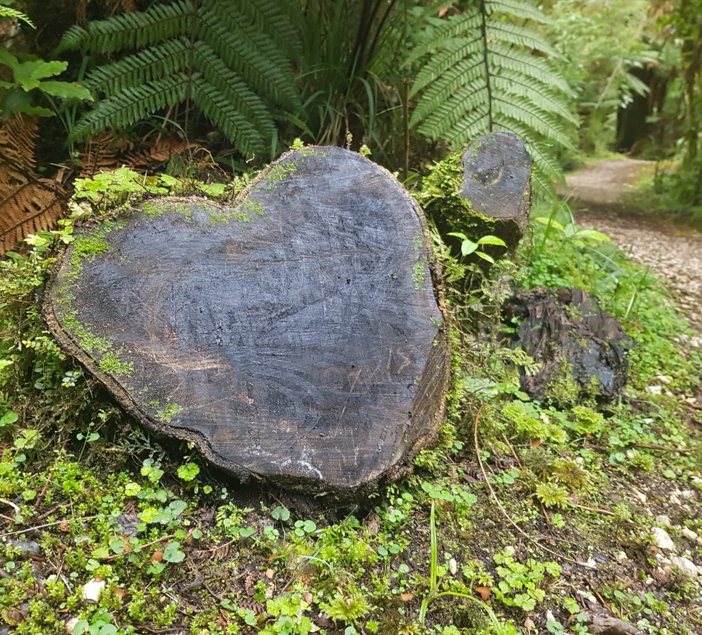 Tree stump in Oparara Basin