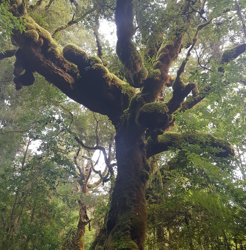 Oparara basin tree