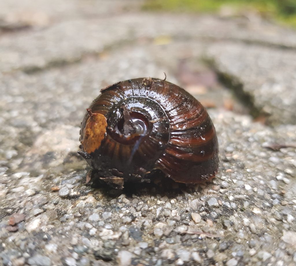 Powelliphanta shell