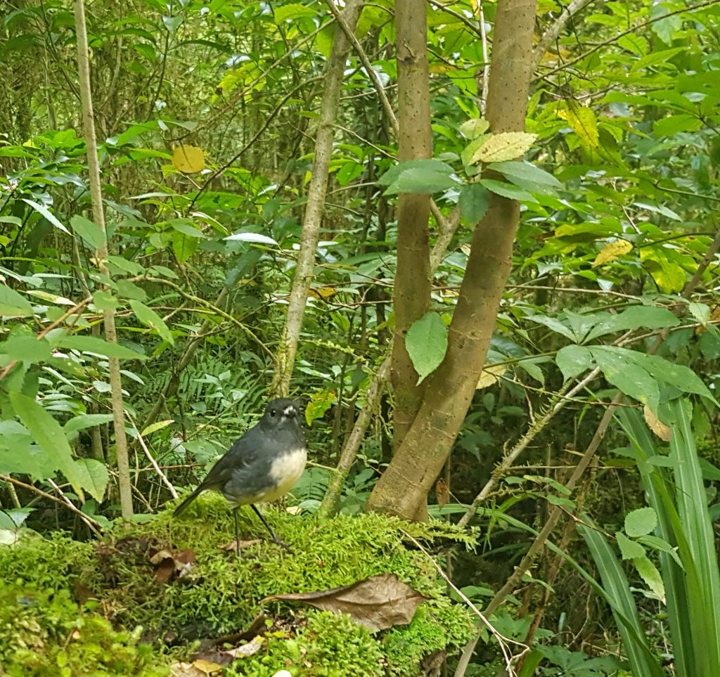 Toutouwai on Moria Gate track