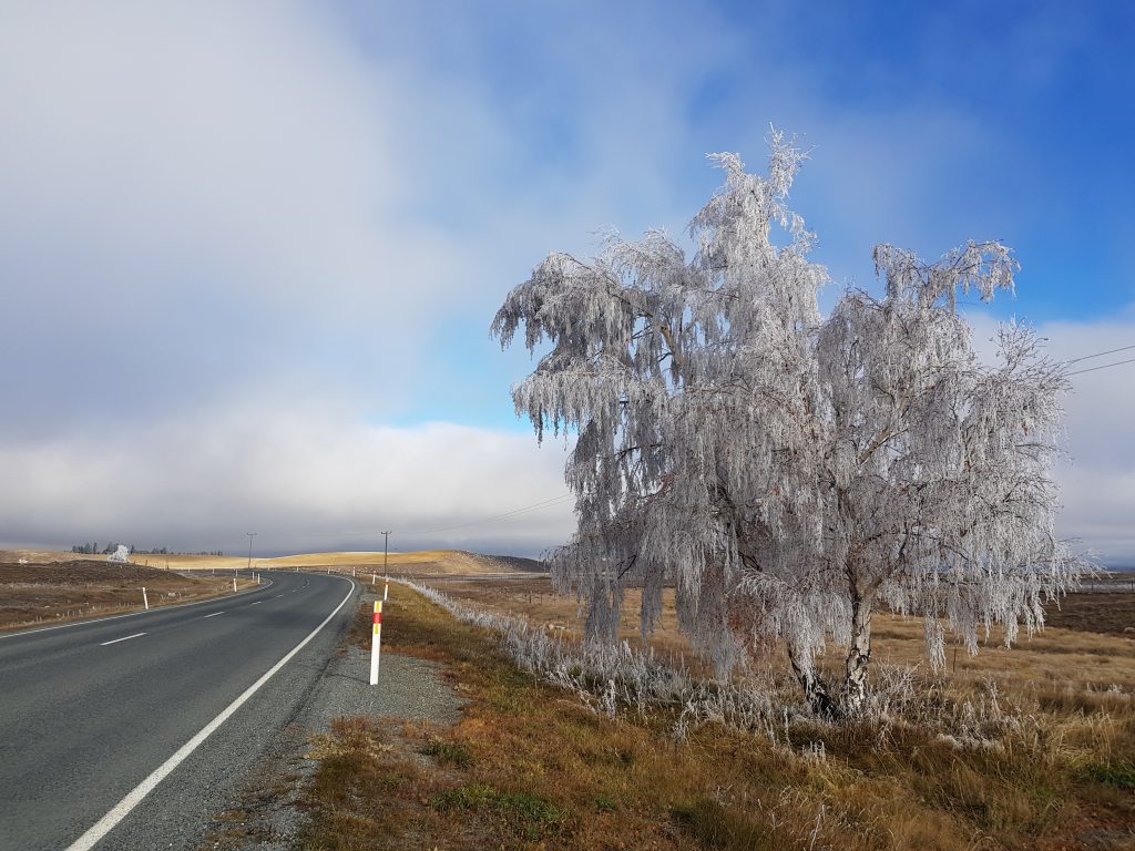 Icy tree near Lake Tekapo