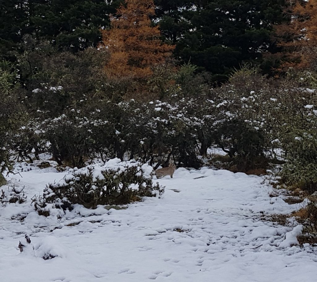 Rabbit at Glentanner Holiday Park