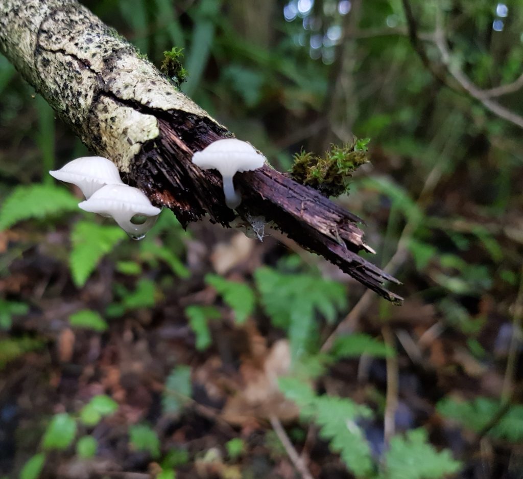 Fungus at Logan Park