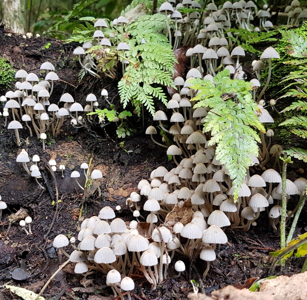 Coprinellus disseminatus, or "fairies bonnets"