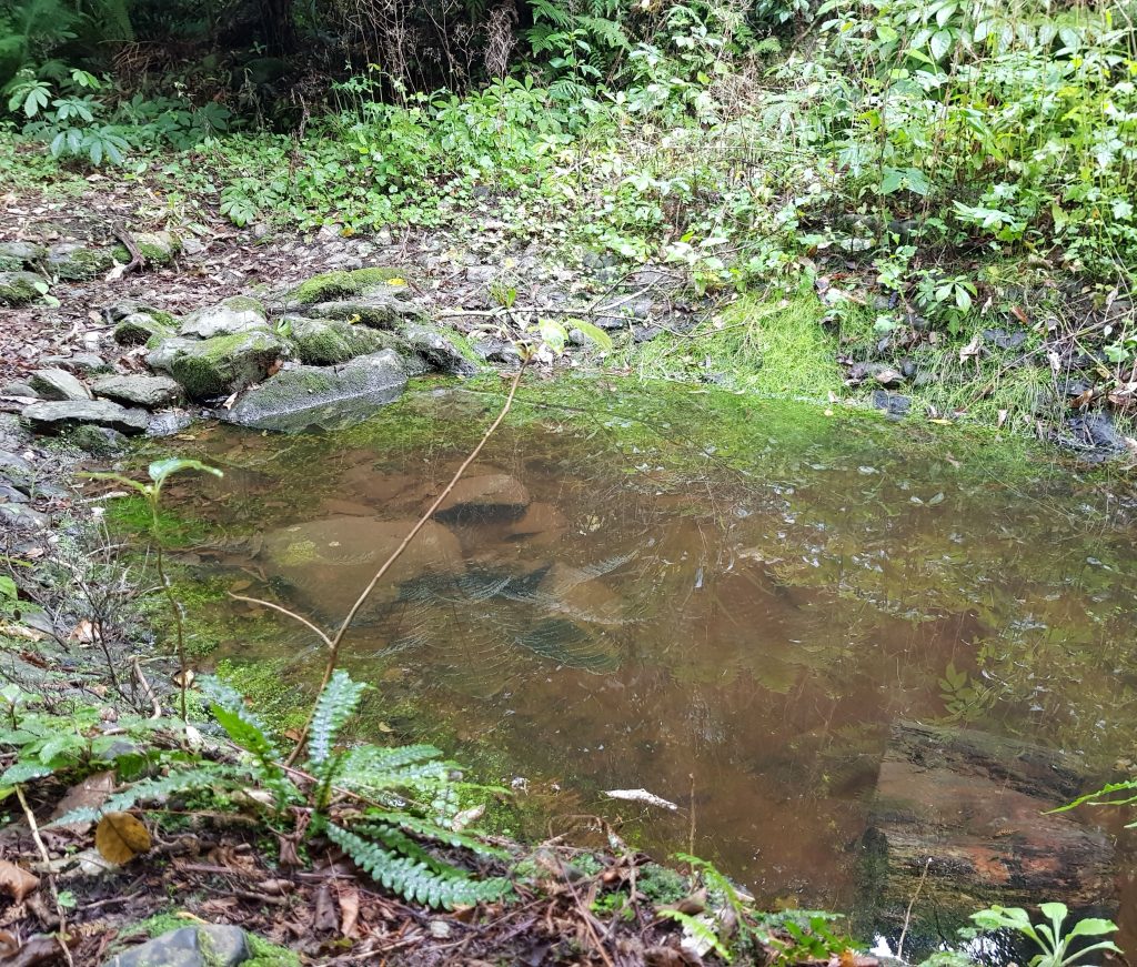 Trout pond at Ophoho