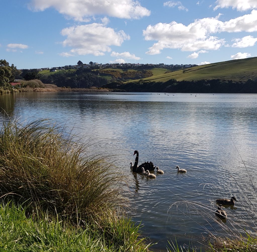 Swans at Tomahawk Lagoon