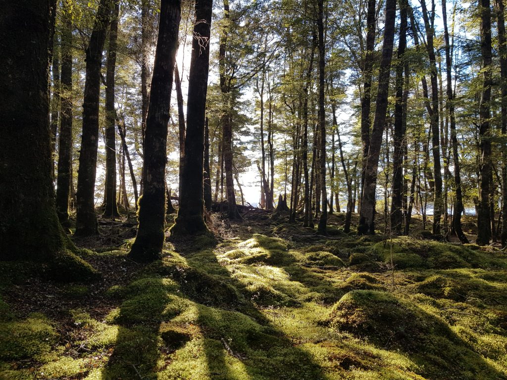 Morning light on beech forest