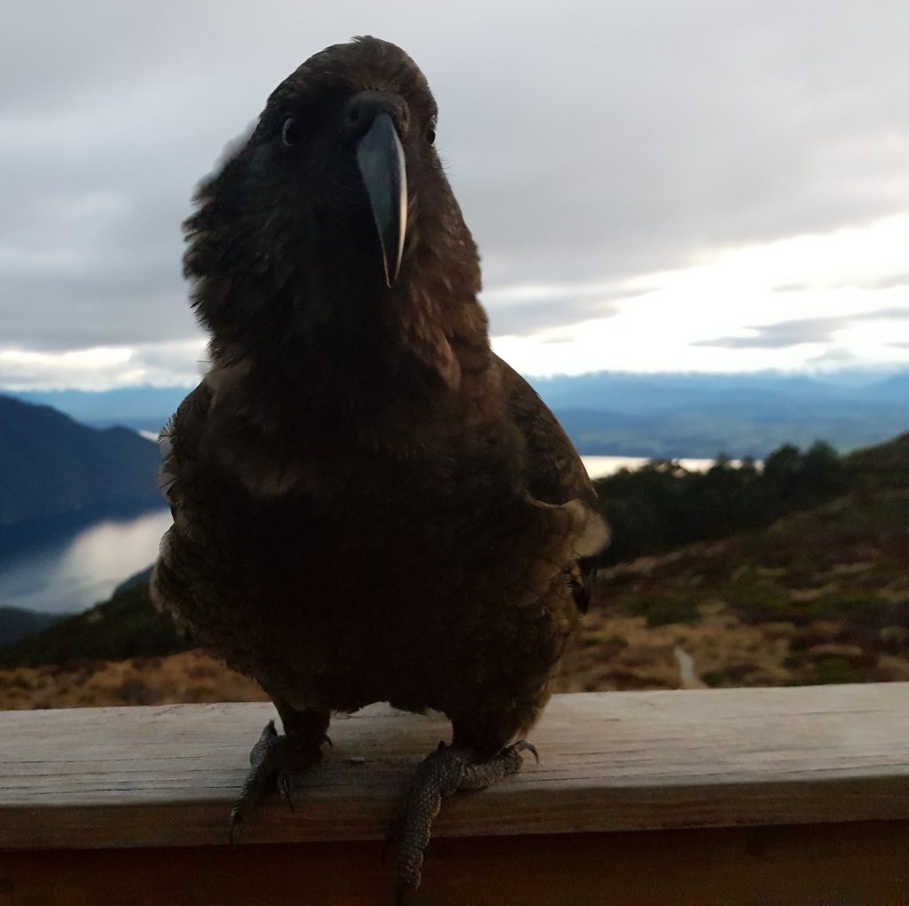 Kea at Luxmore Hut