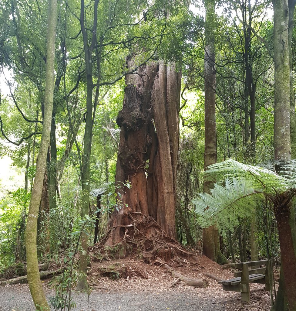 The Castle Tree at Pakuratahi Forks