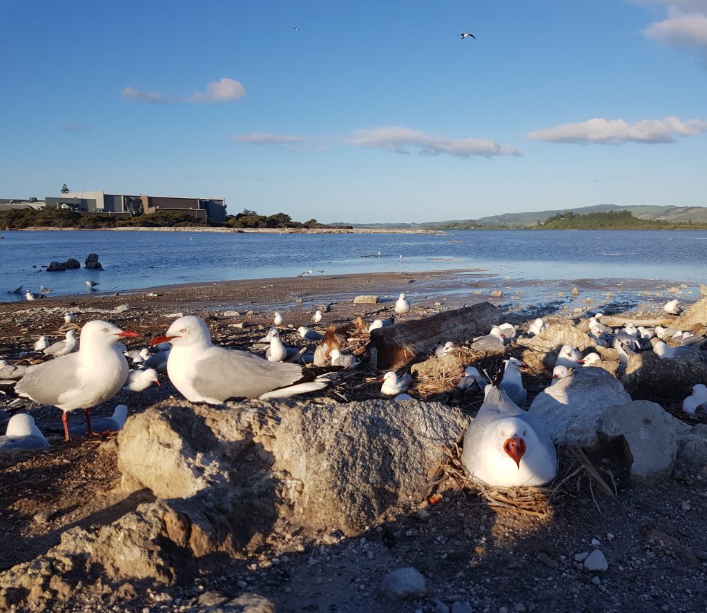 Sulfur Bay gull colony