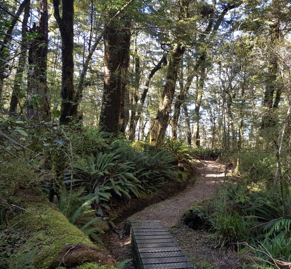 Beech forest on Kepler track