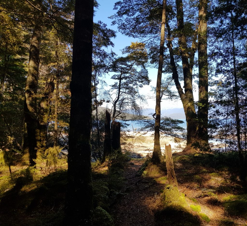 Lake Manapouri through the trees