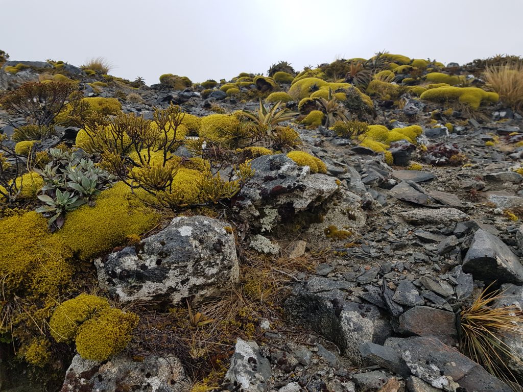 Mountain flora on the Kepler Track