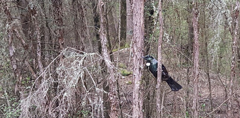 Tui on Jackie Beer's land