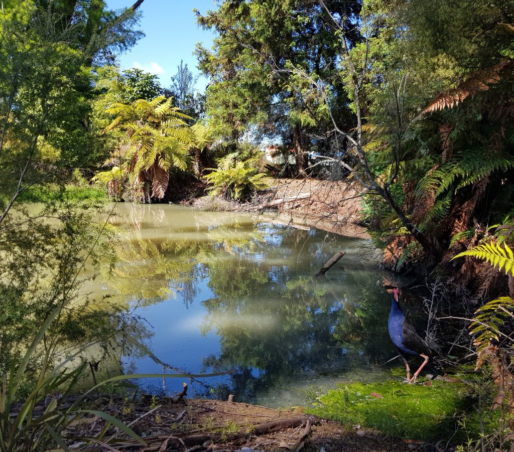 Pukeko on the Shore of Pukeko Lake