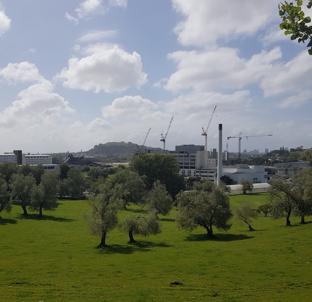 John Logan Campbell's olive grove