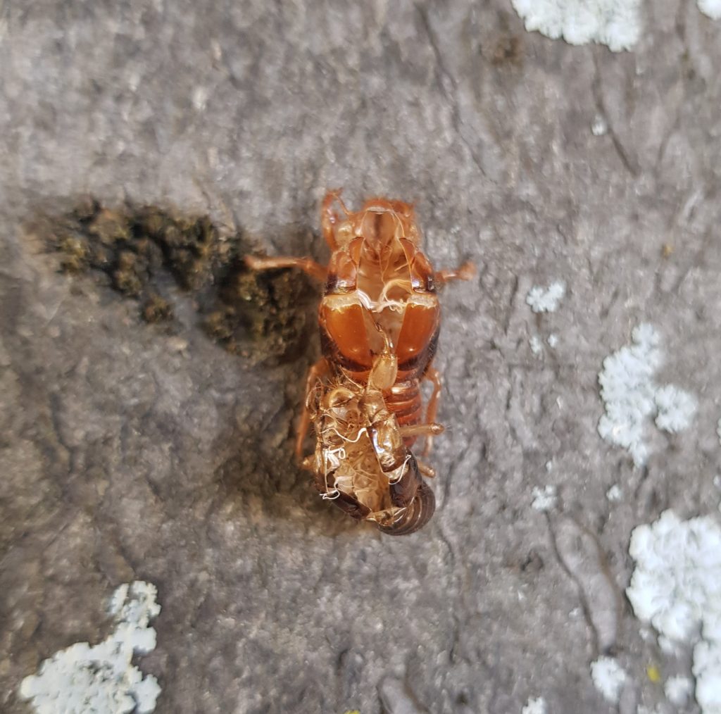 Cicada casing at Mona Vale