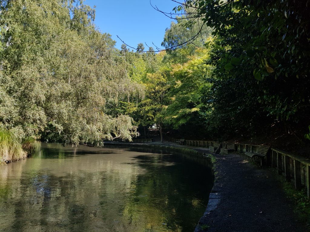 Sheppard walk and First Spring, Christchurch Botanic Gardens