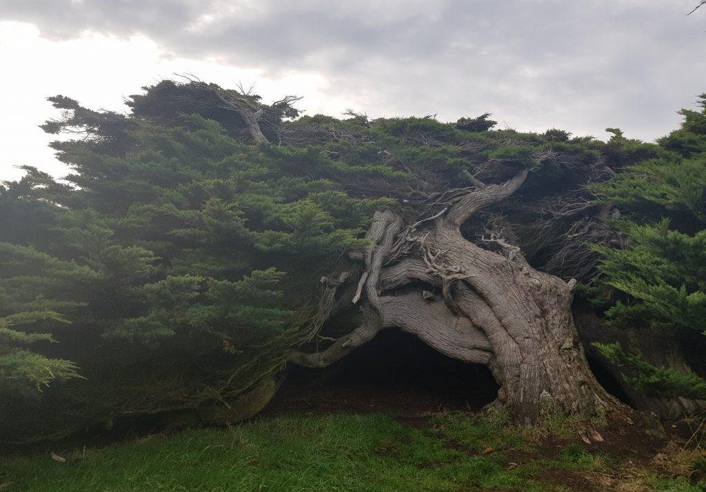 Macrocarpa tree at Waipapa Point