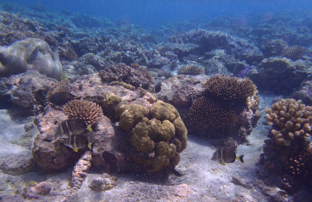Coral and boulders at Avatele Beach