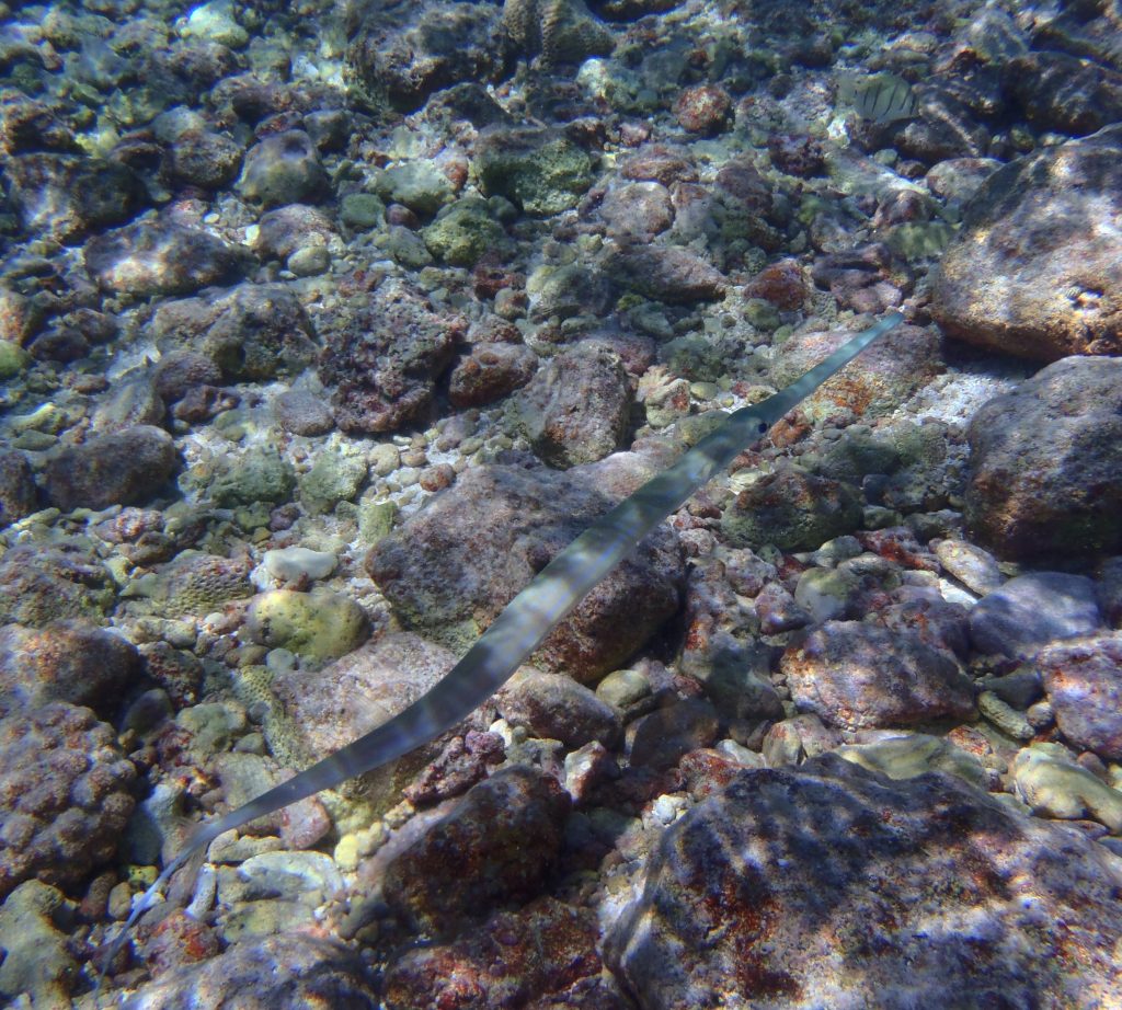 A trumpetfish or cornetfish