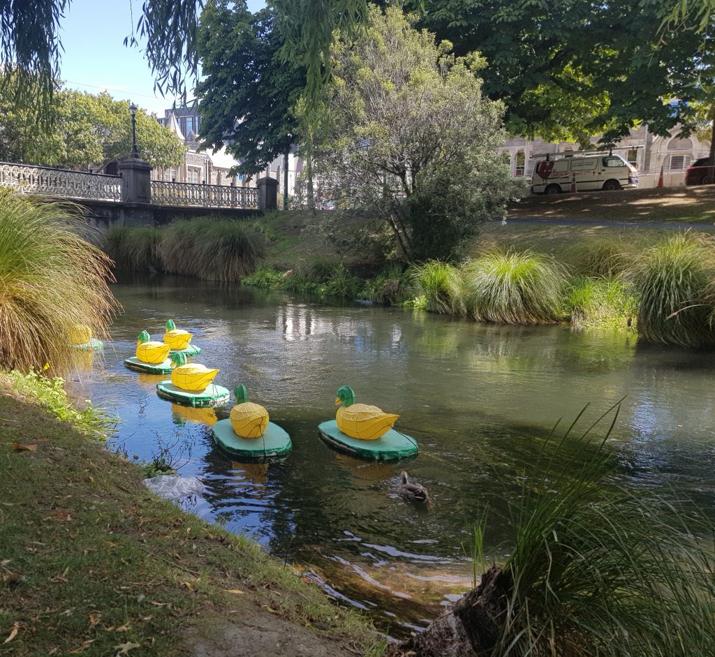 Lantern ducks, Christchurch