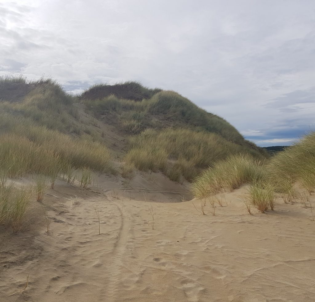 Entering the sand dunes at Waipapa Point