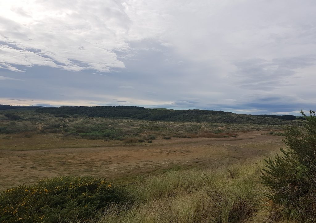 In the dunes behind Waipapa Beach