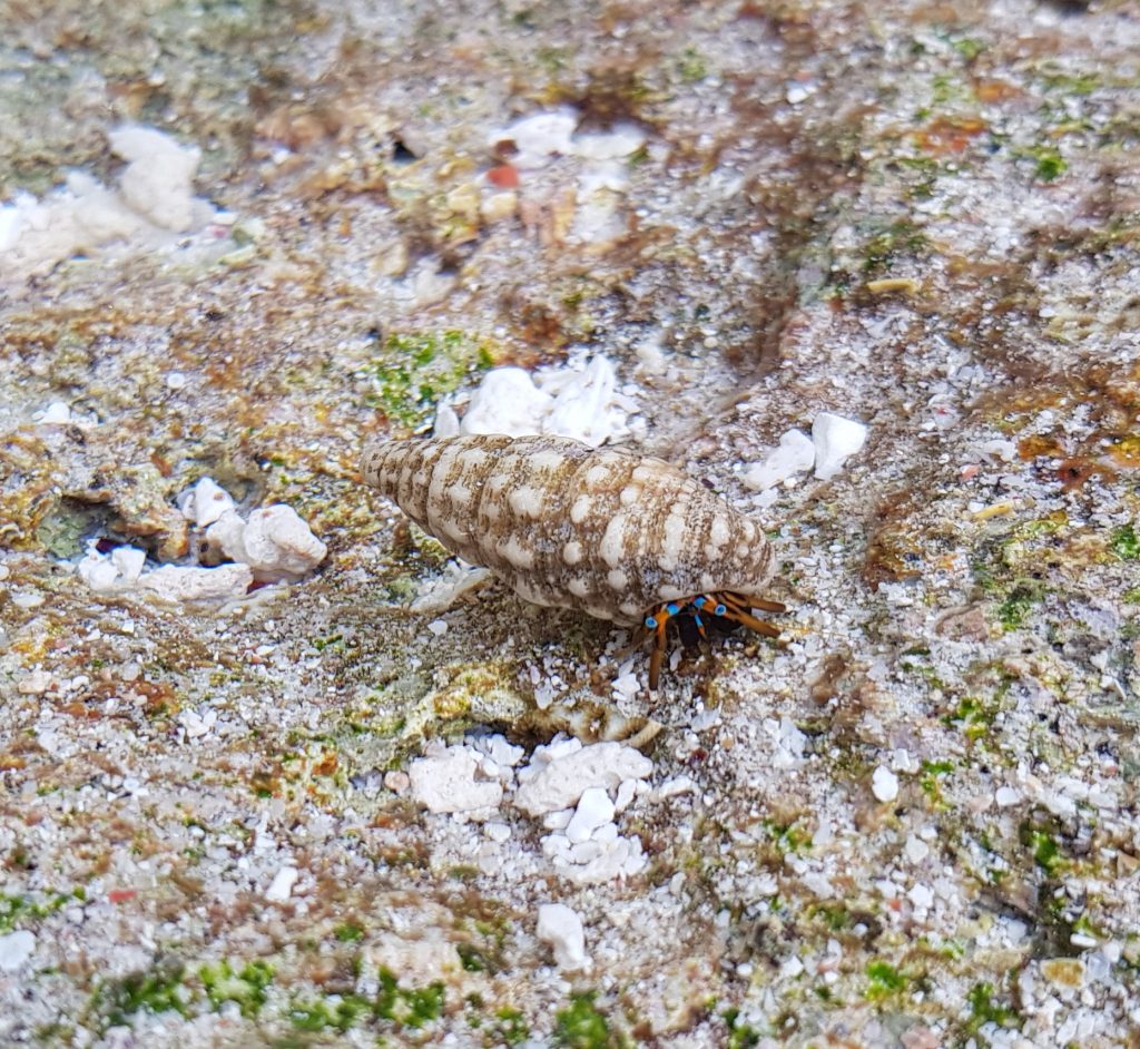 Hermit crab at Avasele Beach