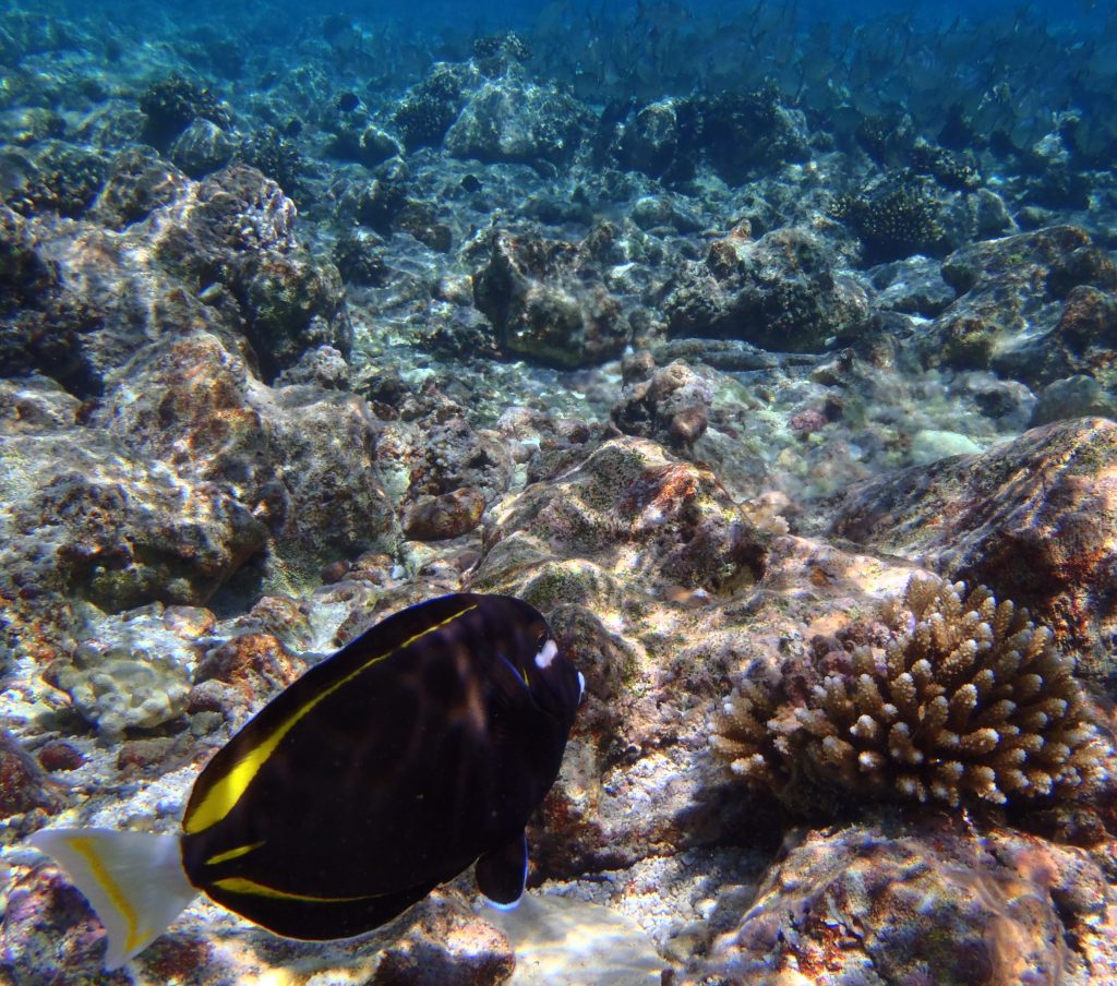 Underwater at Avatele Beach