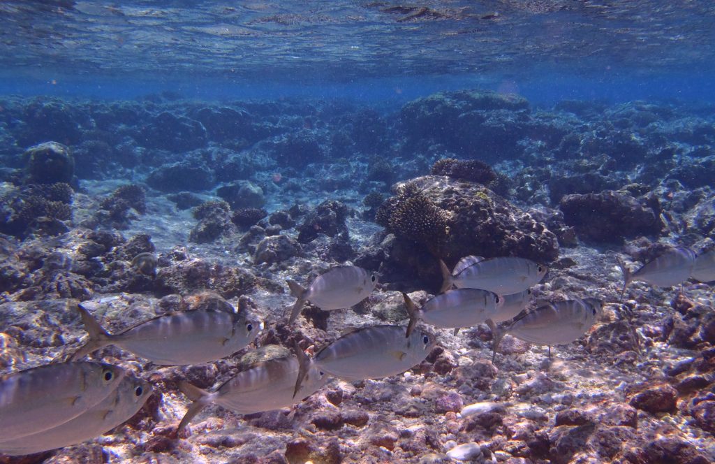 School of fish at Avatele Beach