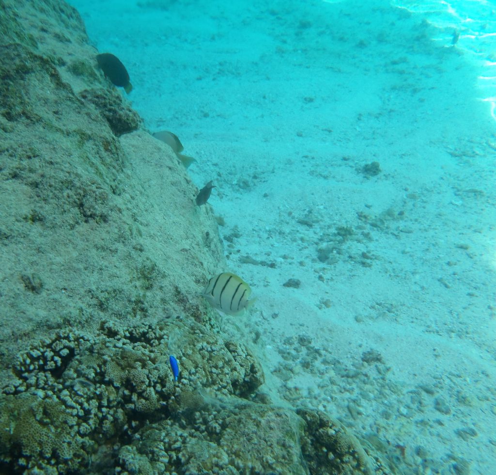 Underwater at Limu Pools