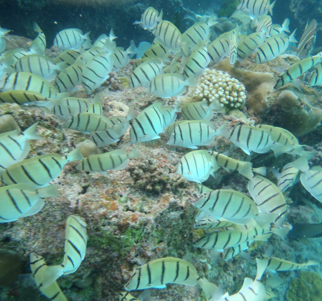 Convict surgeonfish at Limu Pools