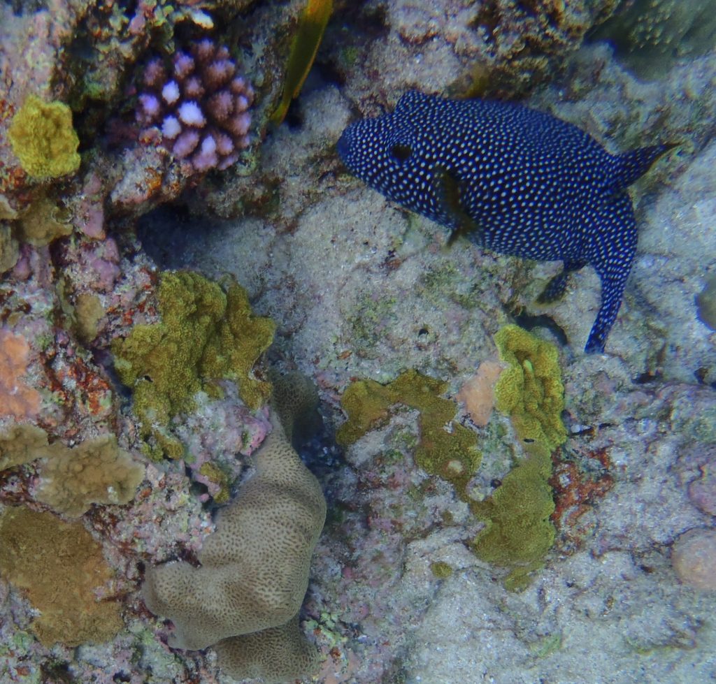 Guineafowl pufferfish at Limu Pools