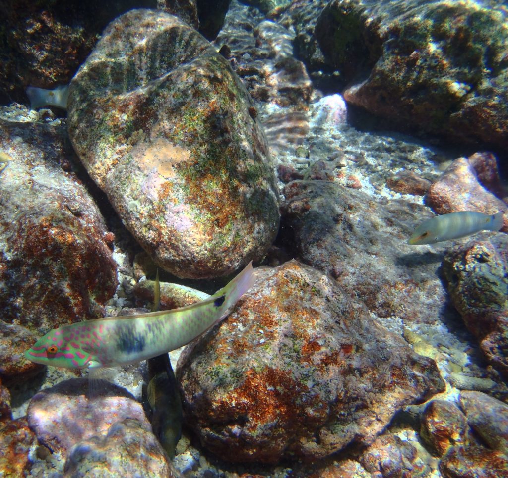 Fish at Avatele Beach