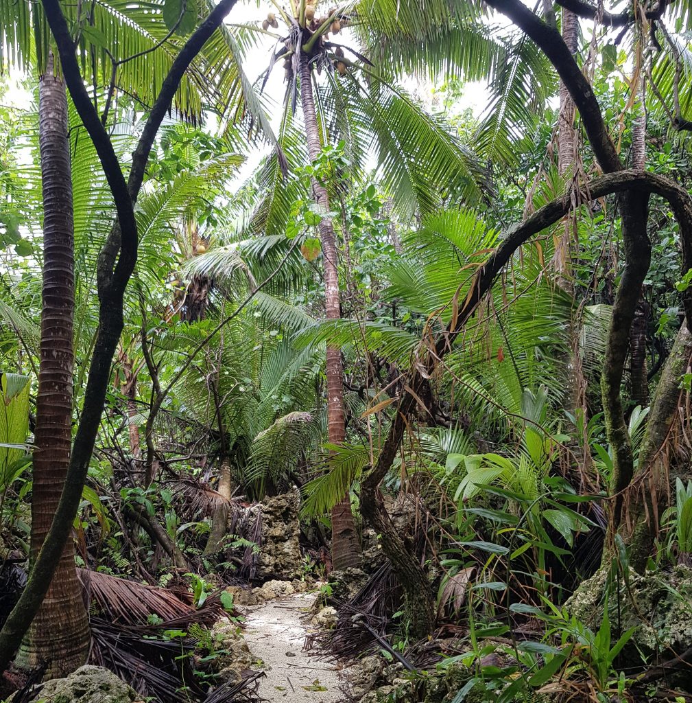 Rainforest of Niue