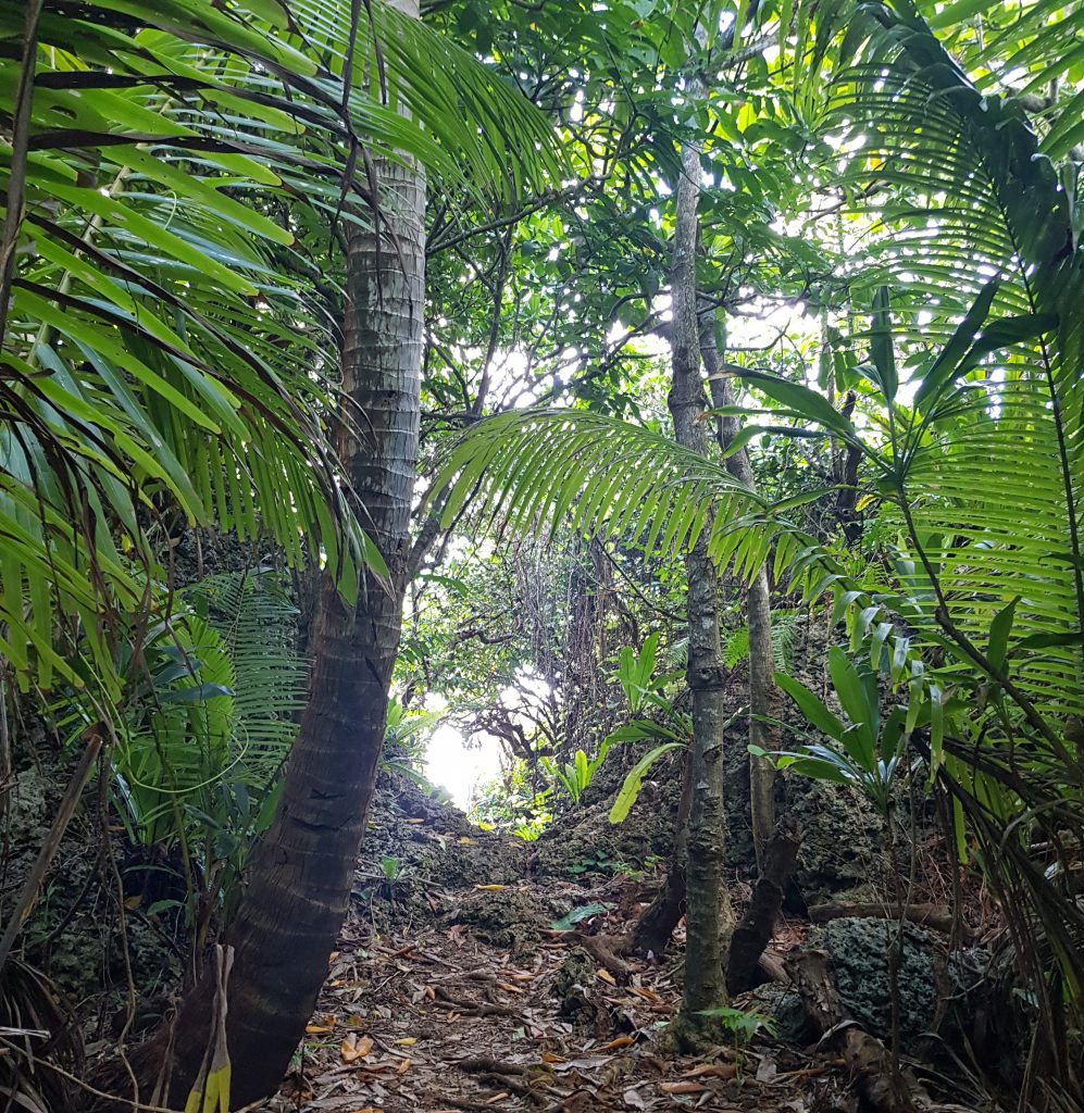 Leaving the rainforest at Togo