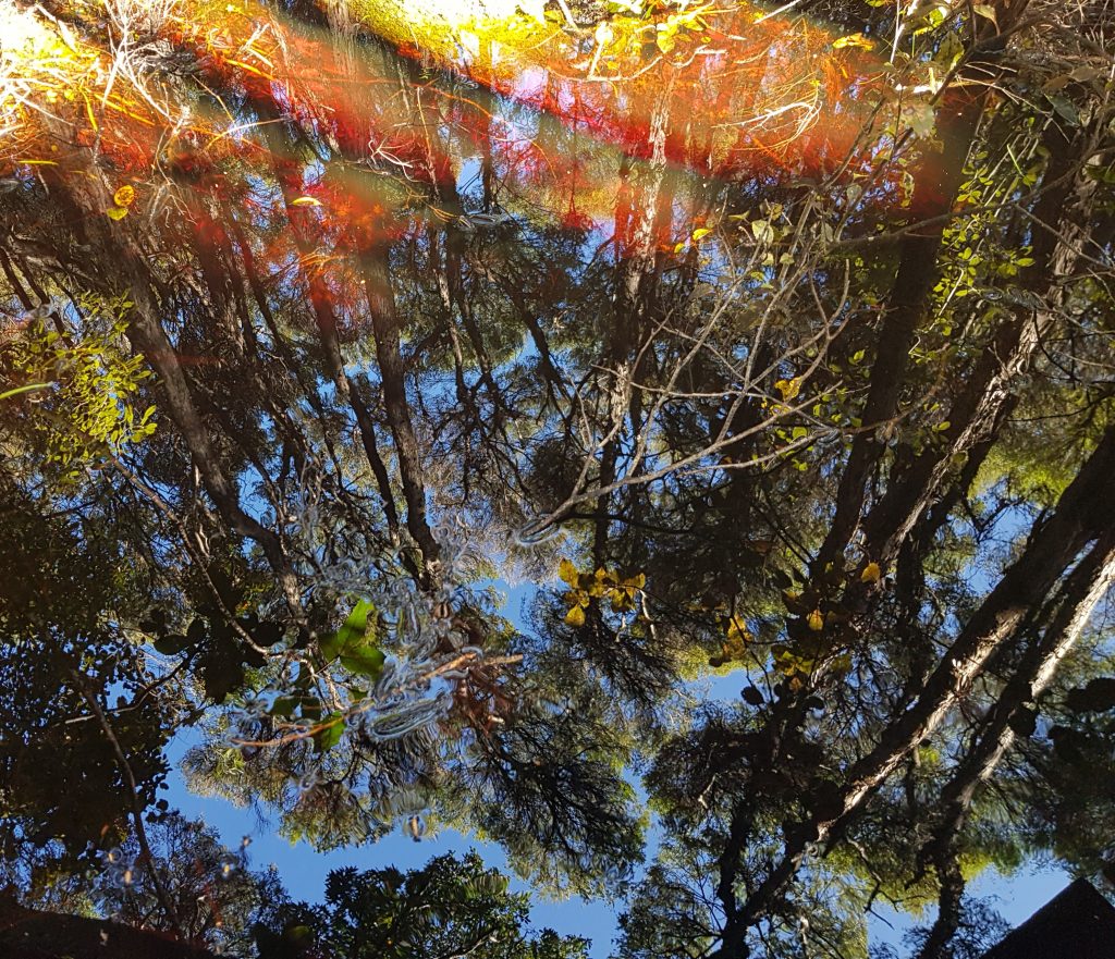 Reflections in Lake Wilkie