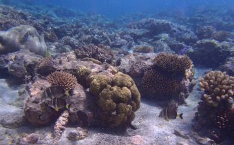 Underwater Niue